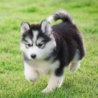 Chó Alaska