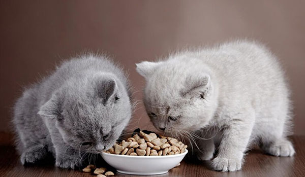 Lựa chọn thức ăn cho mèo cần lưu ý những thông tin gì?