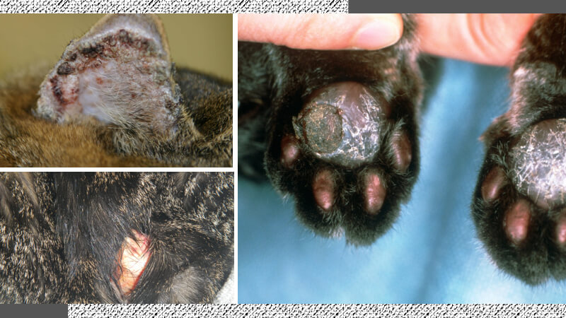 Mèo bị nấm da: Nguyên nhân và cách điều trị hiệu quả