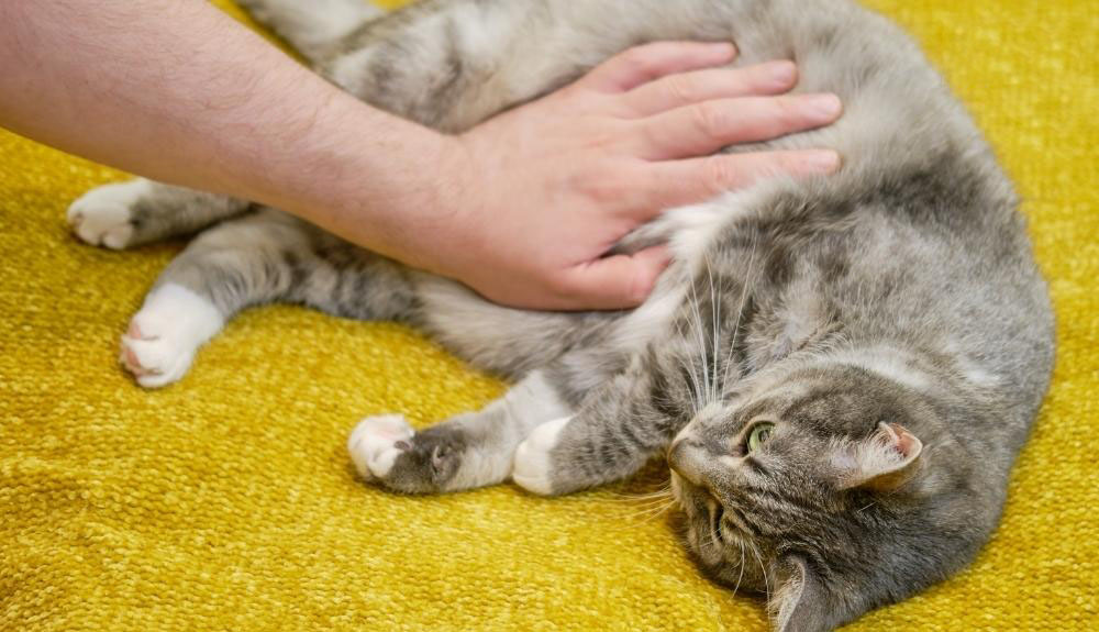 Mèo bị phình bụng có nguy hiểm không và cách xử lý vấn đề hiệu quả?