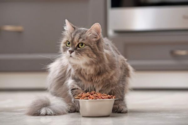 Sai lầm cho mèo ăn mà bạn "cần tránh"